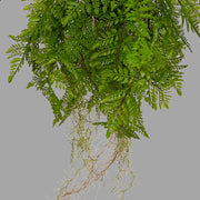 Függeszthető kialakítású, páfránylabda műnövény.