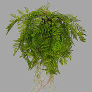 Függeszthető kialakítású, páfránylabda műnövény.