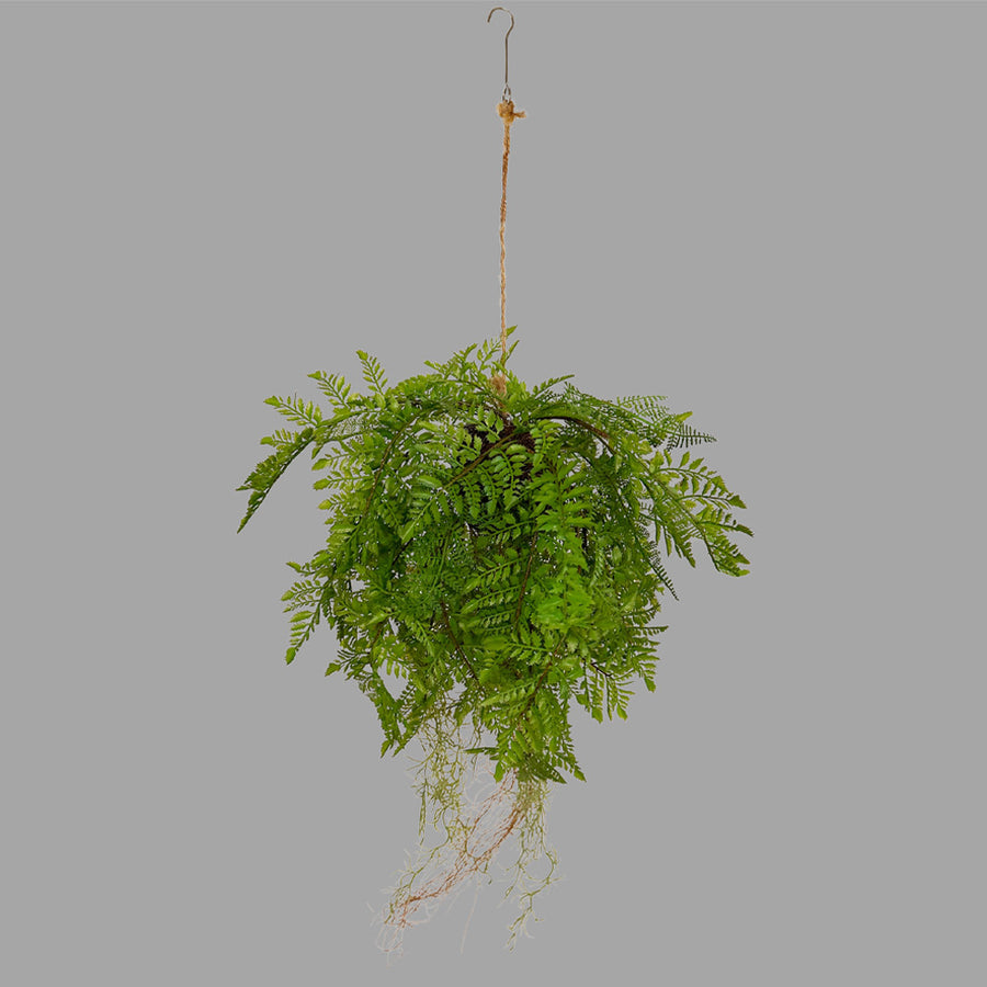 Függeszthető kialakítású, páfránylabda műnövény.