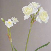 Krémszínű, nárcisz művirág.