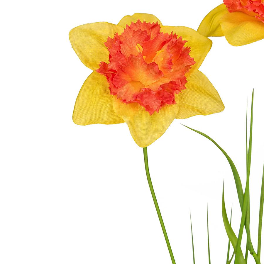 Narancssárga színű, vad nárcisz művirág.