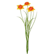 Narancssárga színű, vad nárcisz művirág.