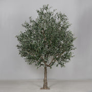 Extra dús lombkoronával kialakított mű olajfa.