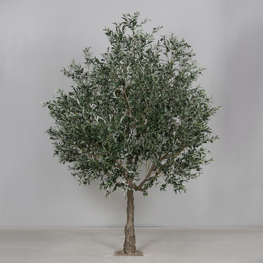 Extra dús lombkoronával kialakított mű olajfa.