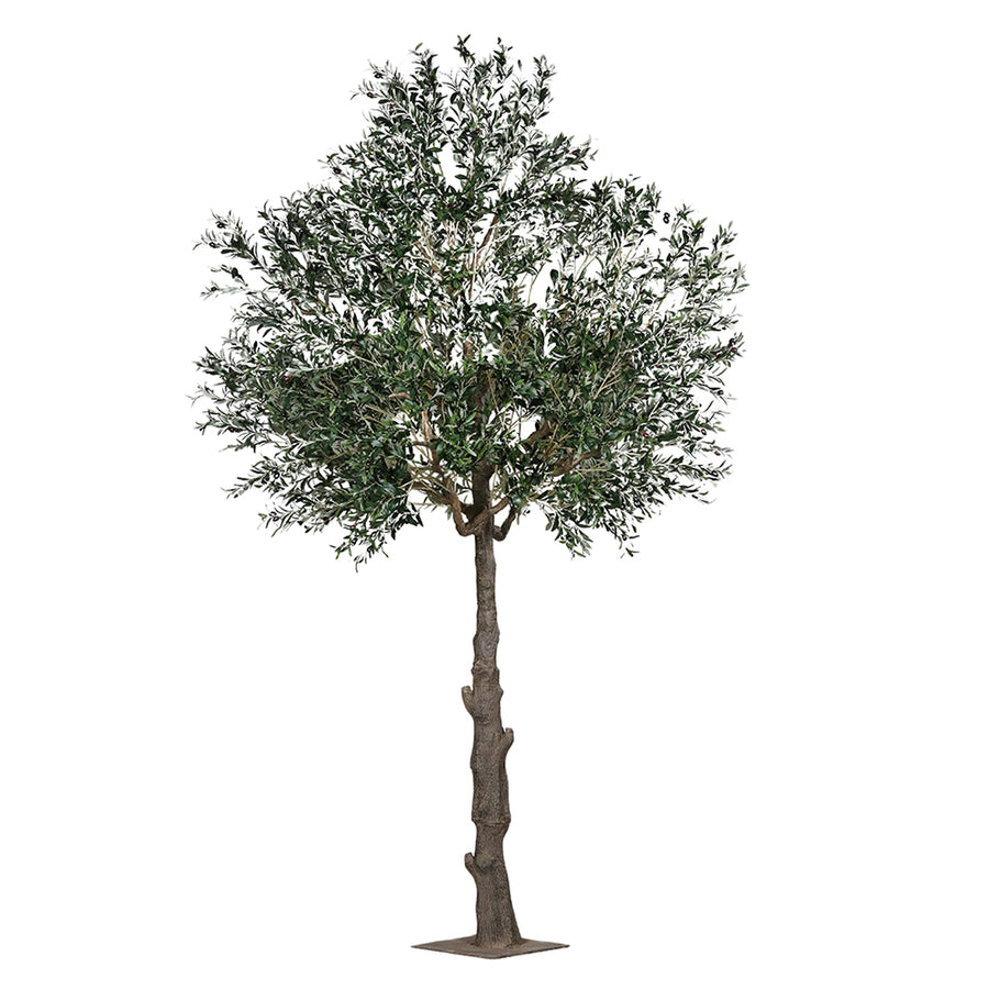 Extra dús lombkoronával kialakított mű olajfa.