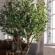 Mű olajfa loft lakásban.