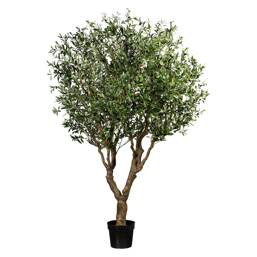 Mű olajfa fekete kaspóban.