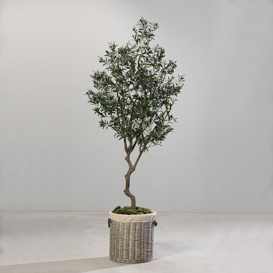 Prémium minőségű mű olajfa 220 cm magasan, természetes hatású törzzsel.