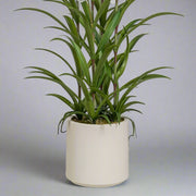 Modern kerámia kaspóban elhelyezett fehér mű táncoló hölgy orchidea