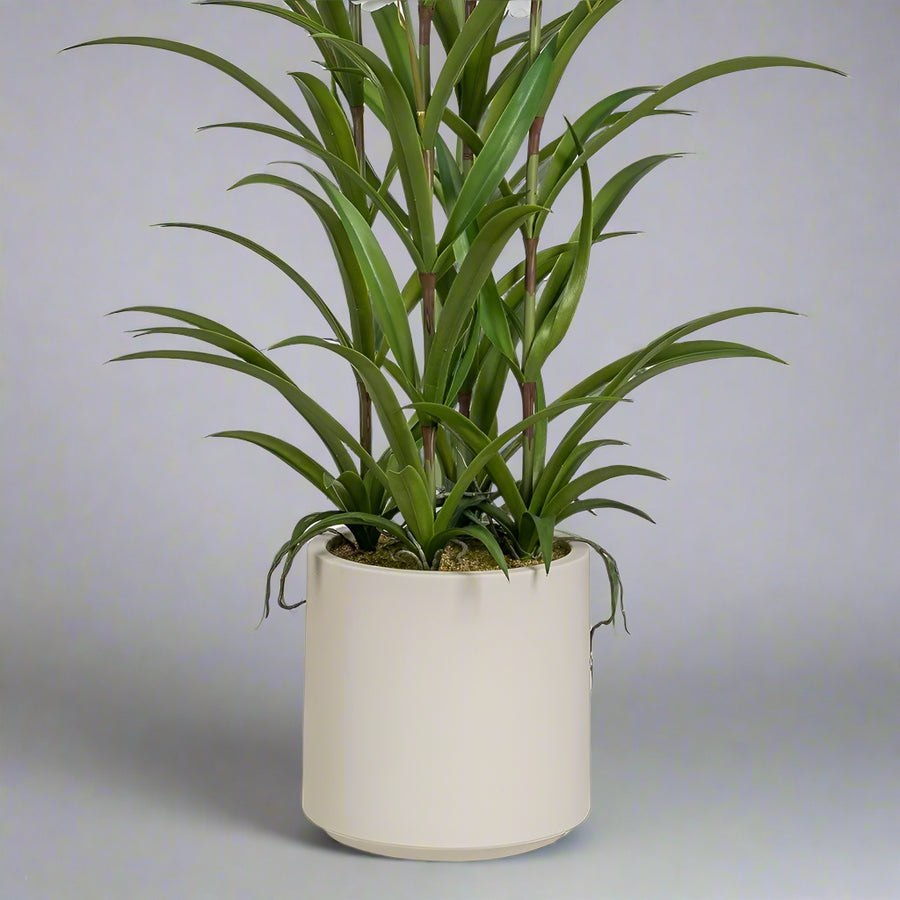 Modern kerámia kaspóban elhelyezett fehér mű táncoló hölgy orchidea