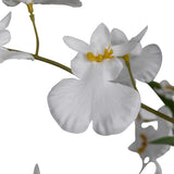 Fehér mű orchidea virág közelről.