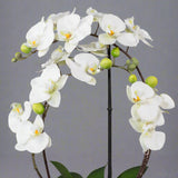Íves virágszárú fehér orchidea műnövény elegáns kaspóban