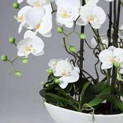 Real Touch fehér mű orchidea dús levelekkel és kerámia kaspóban
