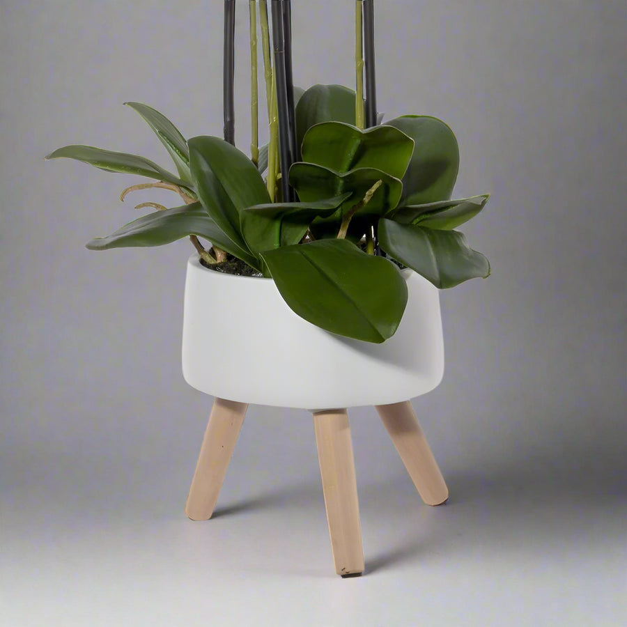 75 cm magas fehér orchidea virágzó ágakkal és zöld levelekkel