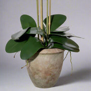 Élethű zöld levelek és gyökérimitáció terrakotta kaspóban.