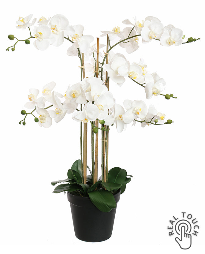 Élethű fehér színű Real Touch mű orchidea fekete cserépben, 90 cm magas, több virágszárral és gazdag virágzattal.
