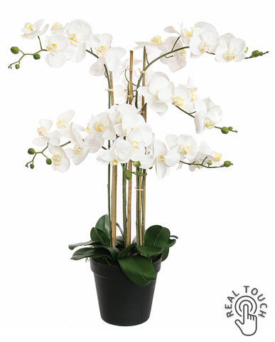 Élethű fehér színű Real Touch mű orchidea fekete cserépben, 90 cm magas, több virágszárral és gazdag virágzattal.