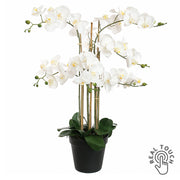 Élethű fehér színű Real Touch mű orchidea fekete cserépben, 90 cm magas, több virágszárral és gazdag virágzattal.