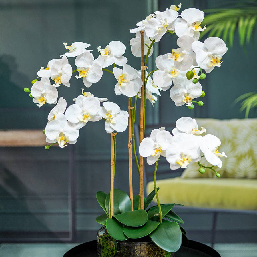 Fehér mű orchidea Real Touch virágok és bimbók nappali enteriőrben.