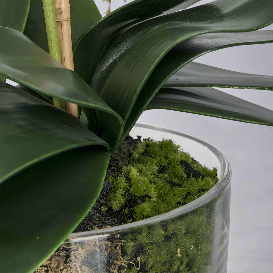 Üvegtégelybe ültetett mű orchidea részlete mohás földdel.