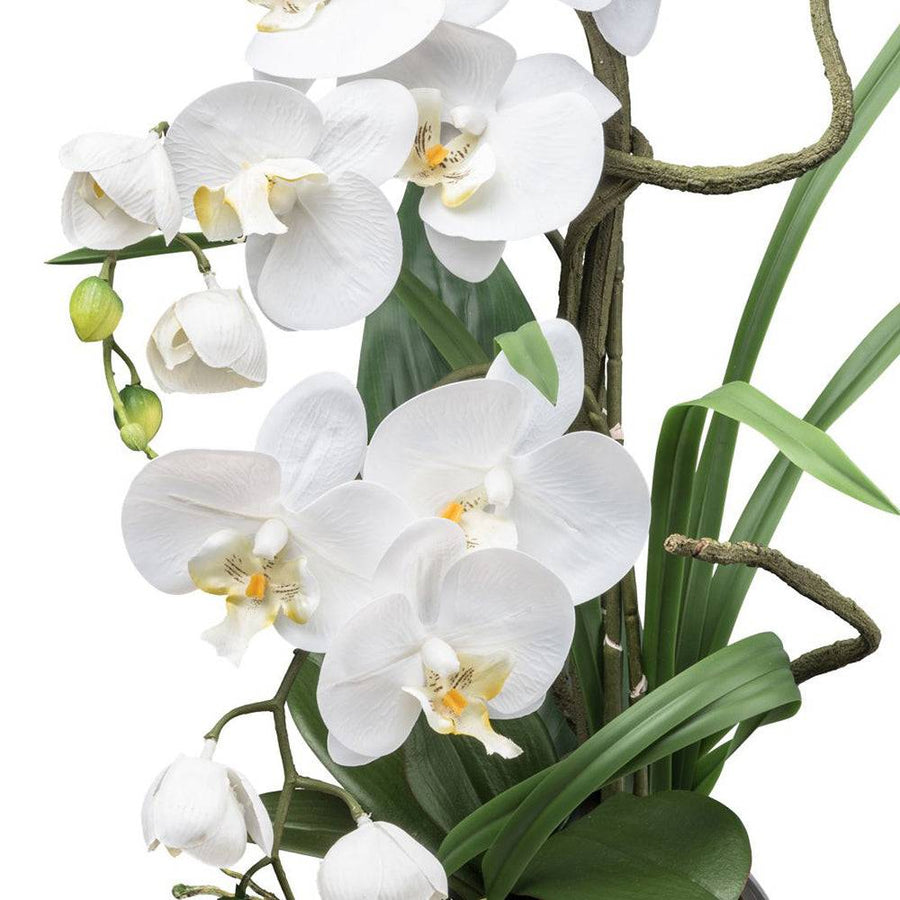 Részletgazdagon kidolgozott fehér orchidea virágok közelről.