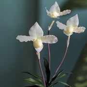 Fehér papucsorchidea műnövény három szál virággal enteriőrben.