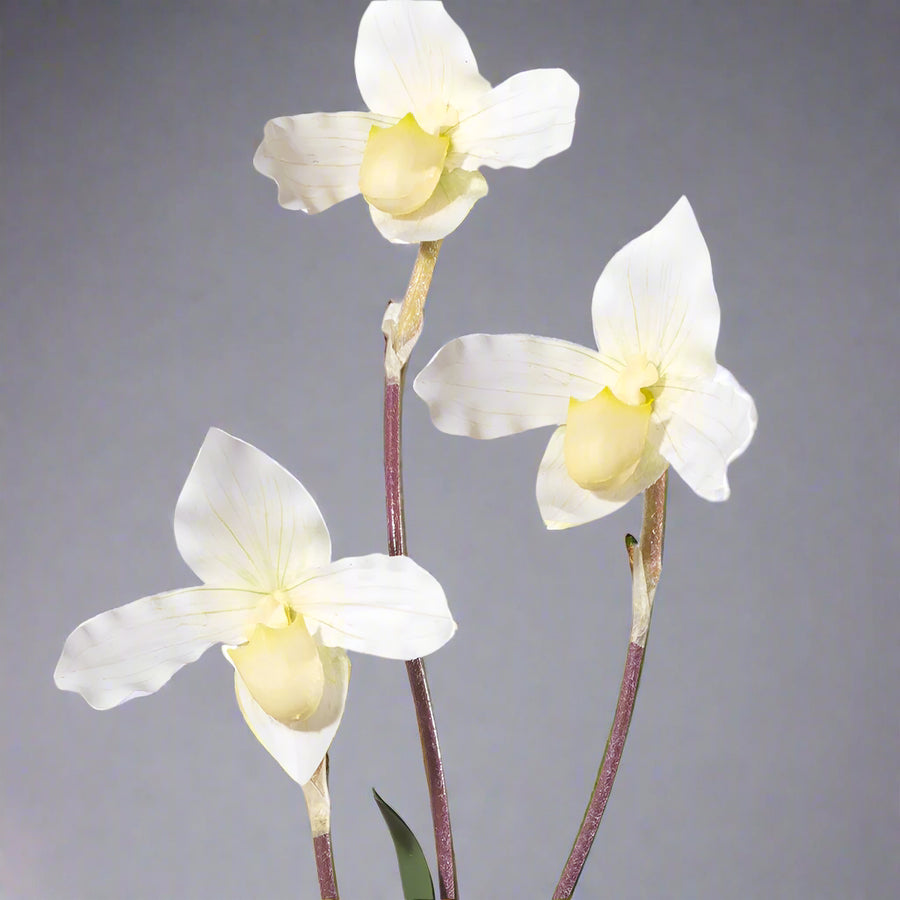 Real Touch fehér papucsorchidea virágok közelről.