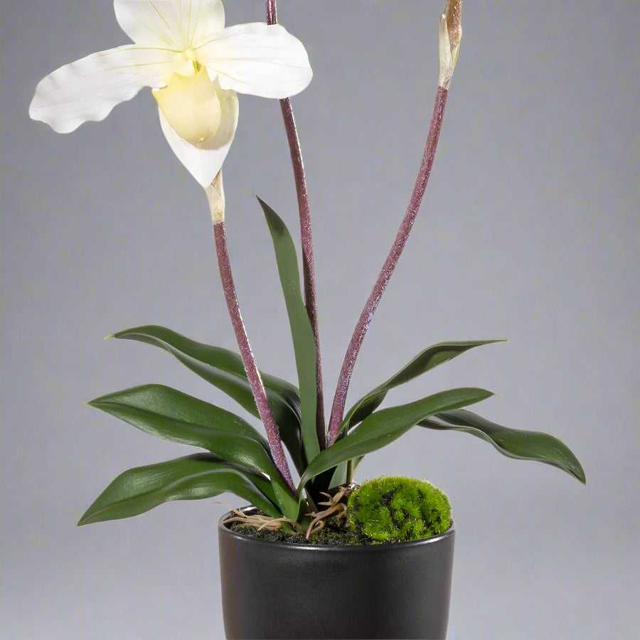 Mű papucsorchidea mohával díszített fekete kaspóban.