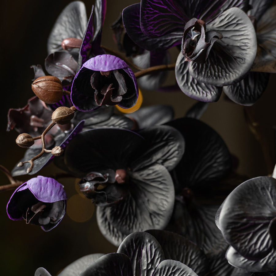 Közelről fotózott fekete orchidea virágok lilás árnyalatokkal