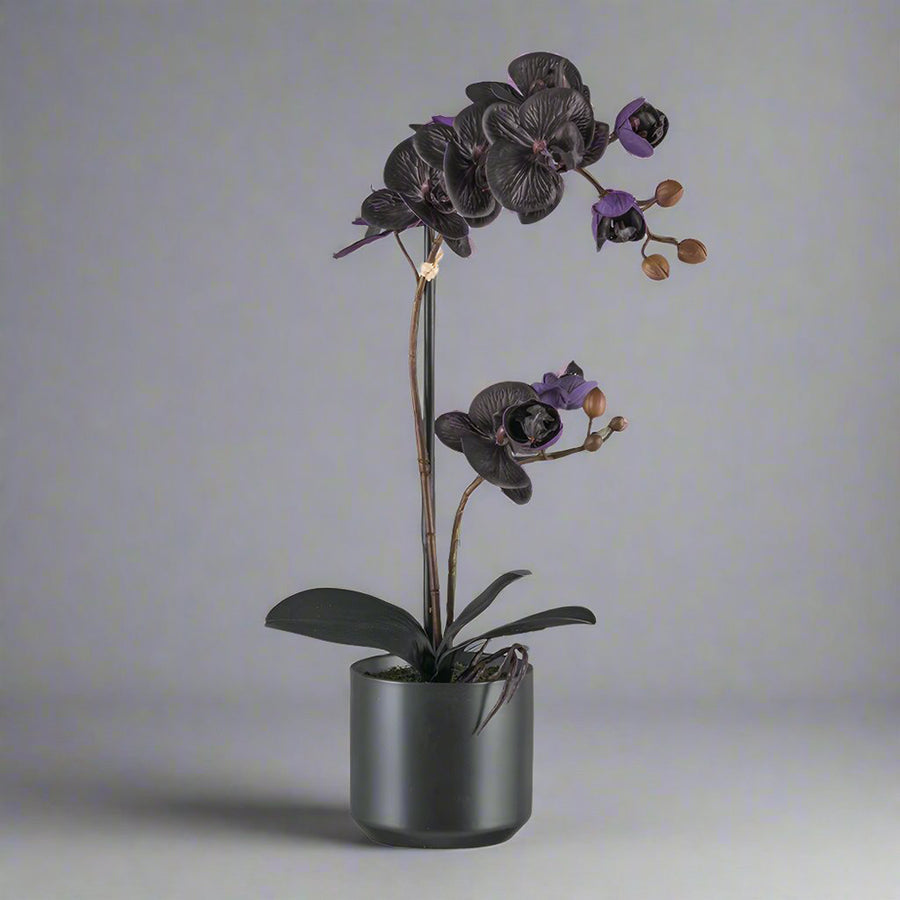 Modern fekete kaspós, exkluzív fekete orchidea dekoráció