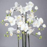 Fehér mű orchidea virágok és bimbók közelről, realista kidolgozással.