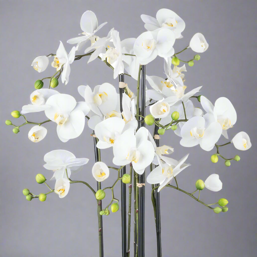 Fehér mű orchidea virágok és bimbók közelről, realista kidolgozással.