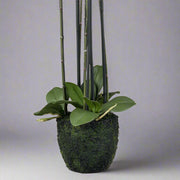 Mű orchidea léggyökeres földlabdás alappal közelről.