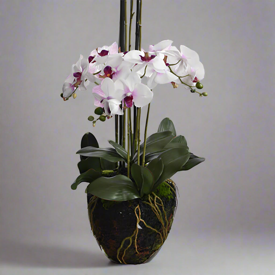 A földlabdás mű orchidea zöld levelekkel és élethű léggyökerekkel.