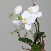 Részletfotó a fehér mű orchidea virágairól és zöld bimbóiró