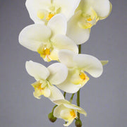 Élethű, krém árnyalatú mű orchidea virág részlet.