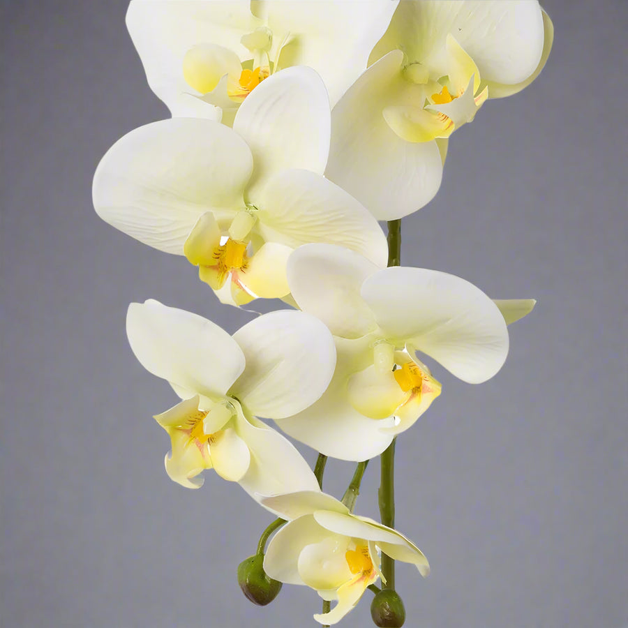 Élethű, krém árnyalatú mű orchidea virág részlet.