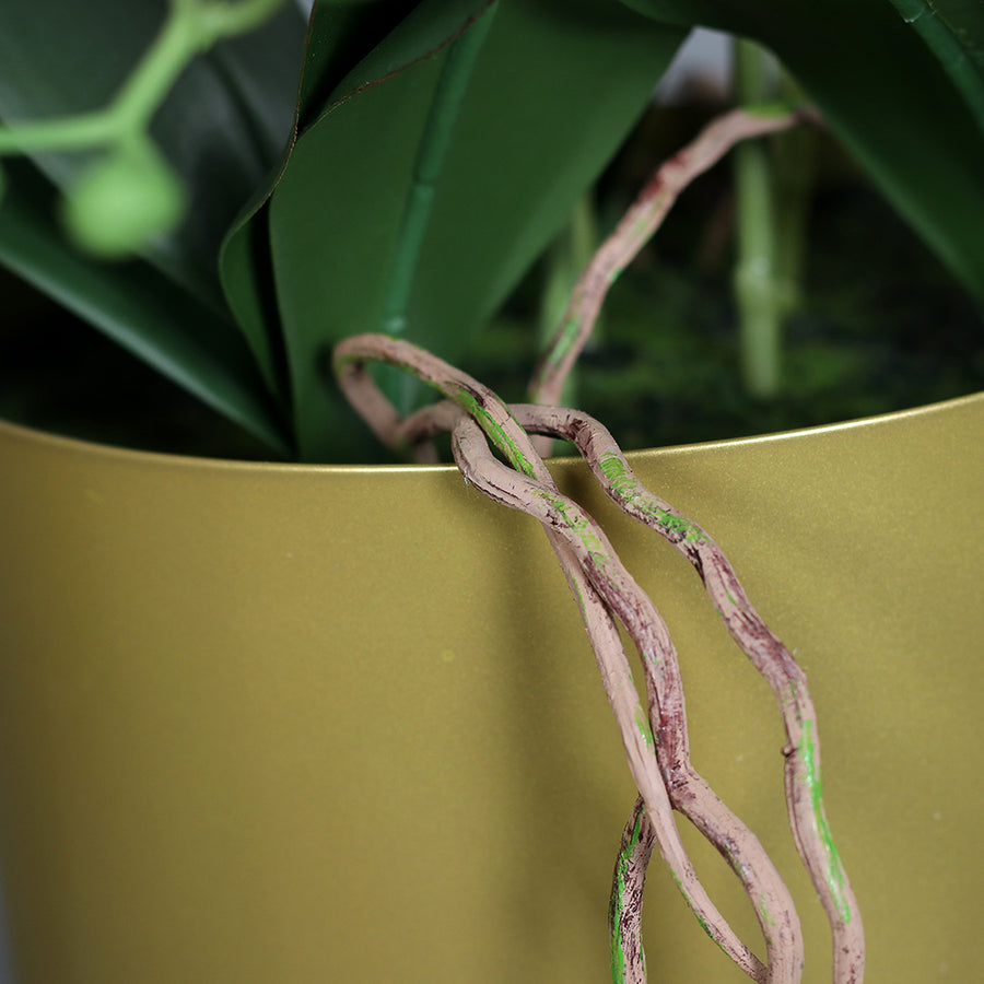 Részletkép a zöld levelekről és a kaspón leomló léggyökerekről.