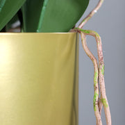 Közelkép az aranyszínű kaspón áthajló élethű léggyökerekről.