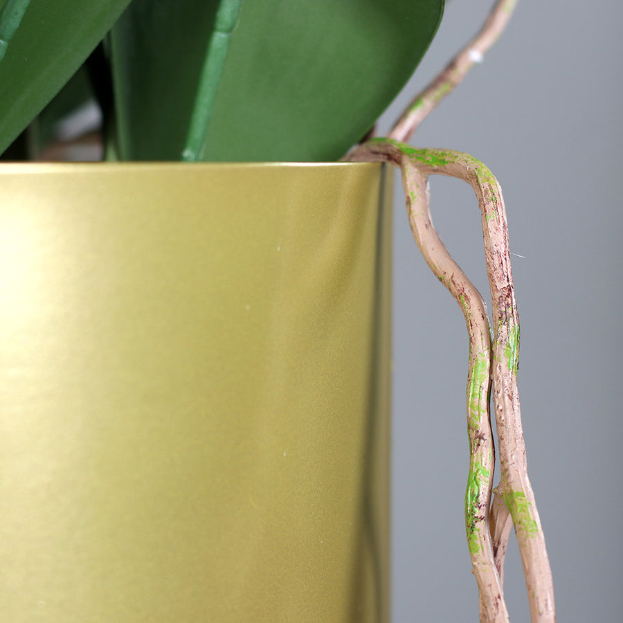 Közelkép az aranyszínű kaspón áthajló élethű léggyökerekről.