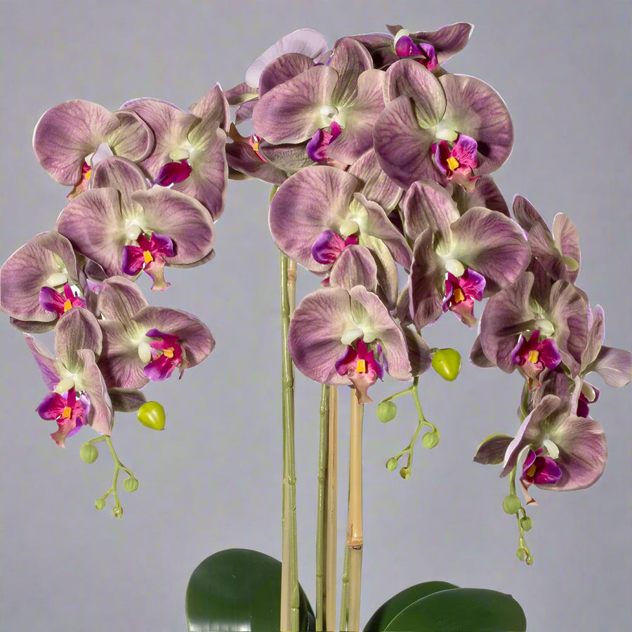lila Phalaenopsis virágok és zöld bimbók részletgazdag kidolgozással.