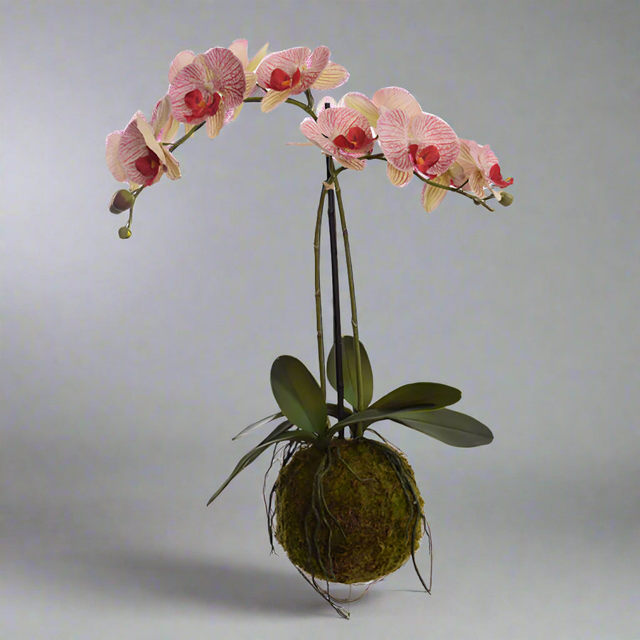 Függeszthető mohalabdás mű orchidea légzőgyökerekkel