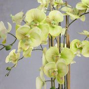 Közeli kép a Real Touch mű orchidea virágfejeiről, sárgászöld szirmokkal és részletgazdag kidolgozással.