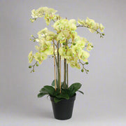 Teljes alakos kép a zöld cserepes Real Touch mű orchideáról, természetes hatású virágokkal és levelekkel.