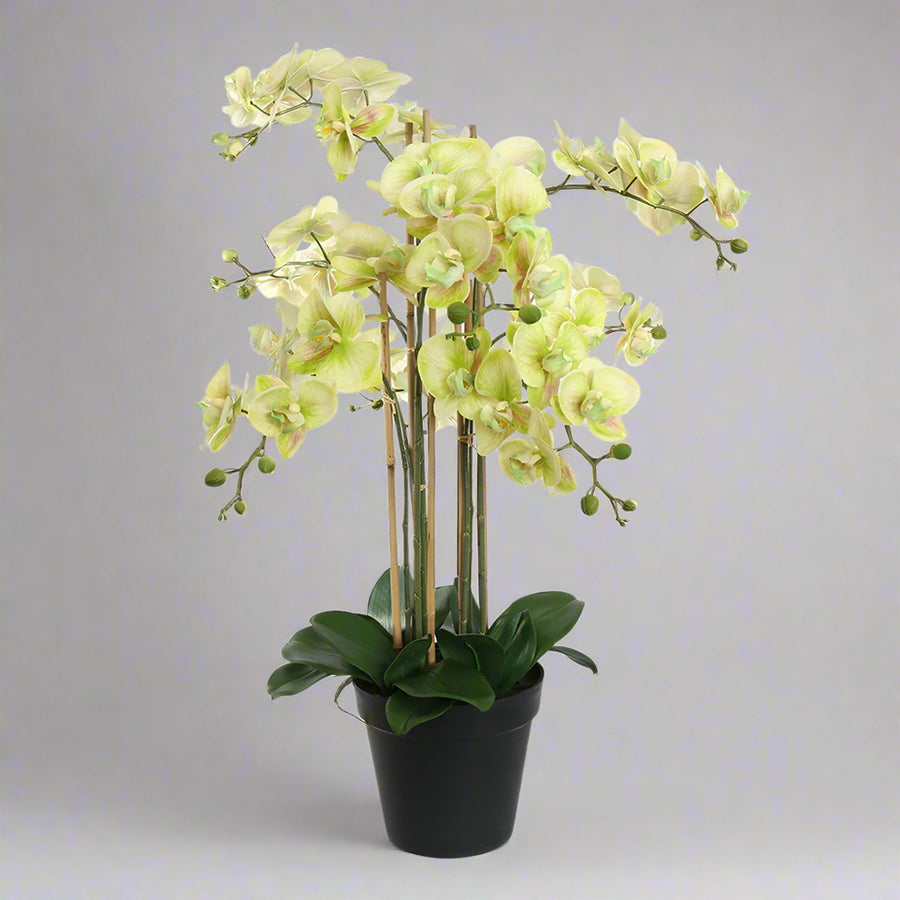 Teljes alakos kép a zöld cserepes Real Touch mű orchideáról, természetes hatású virágokkal és levelekkel.