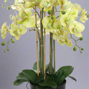 Real Touch hatású mű orchidea alsó része, vastag zöld levelekkel és bambusz szárakkal fekete cserépben.