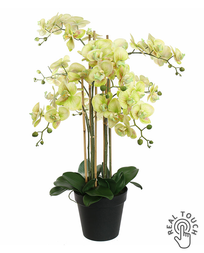 Élethű zöld színű Real Touch mű orchidea fekete cserépben, 90 cm magas, több virágszárral és gazdag virágzattal.