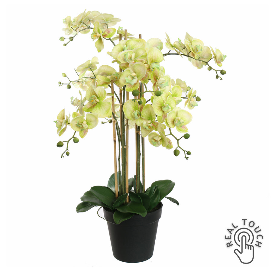 Élethű zöld színű Real Touch mű orchidea fekete cserépben, 90 cm magas, több virágszárral és gazdag virágzattal.