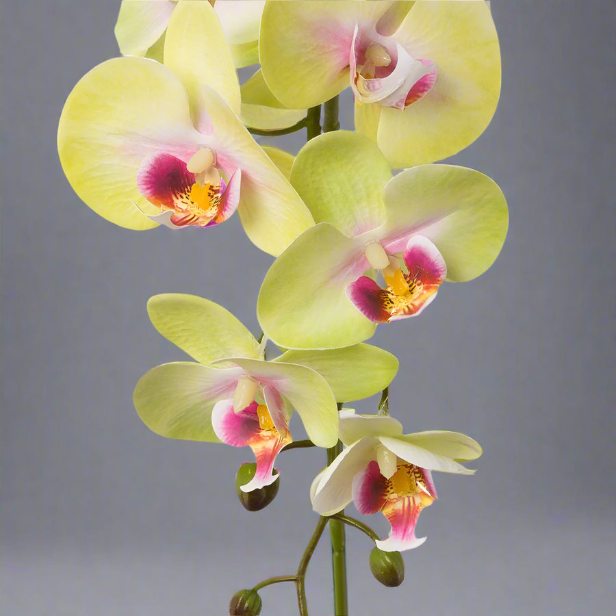 Élethű, zöldes pink árnyalatú mű orchidea virág részlet.