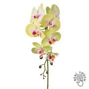 Zöldes pink mű orchidea szál, Real Touch hatással, 86 cm magas.
